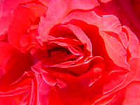美容波動 薔薇の女性美 壁紙 画像 波動で遊ぶサイト